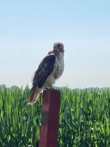 The hawk that made an appearance. Photo by Mark Overmeir.